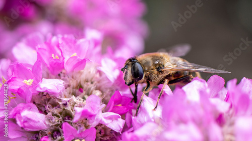 A Hoverfly, also known as a Drone Fly, collecting pollen from a pink Sea Thrift flower © TheBackyardPilgrim