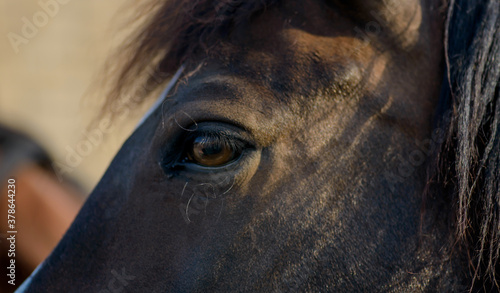 eye of horse. close up of horse. horses. Portrait of a horse's eye. People and horses. 