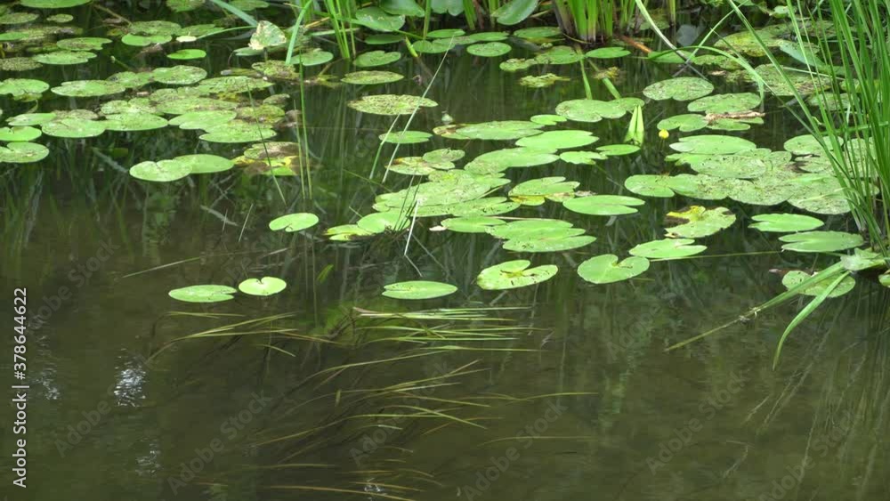Water surface of freshwater river with lily and algae underwater in flow. Calm Relaxing Background. Water surface of freshwater river with lily and algae underwater in flow. Calm Relaxing Background.