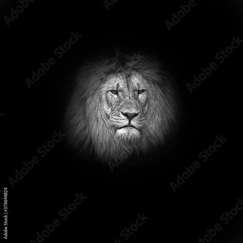 Portrait of a lion head on a black background. 
