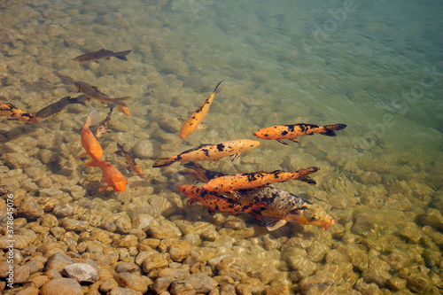 Muita variedade de peixes de água doce num lago artificial