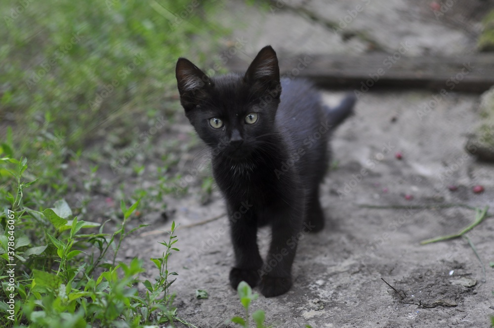 small black kitten stands on the road close up