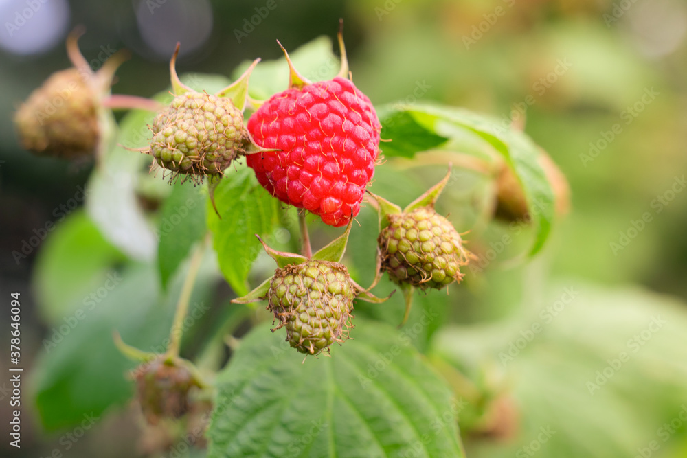 fresh tasty red raspberries. Blossoming of ripe raspberry bush. picking young raspberries. seasonal farming gardening in vegetable gardens. Blossoming and growth of eco organic green plant