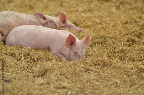 A group of piglets lie in a pile of yellow hay on a farm