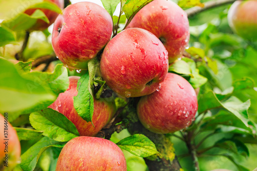 Fototapete Big apple on trees in a vegetable fruit garden