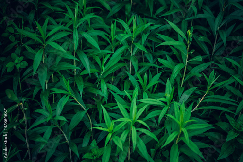 nice and textural,green and clean plant leaves