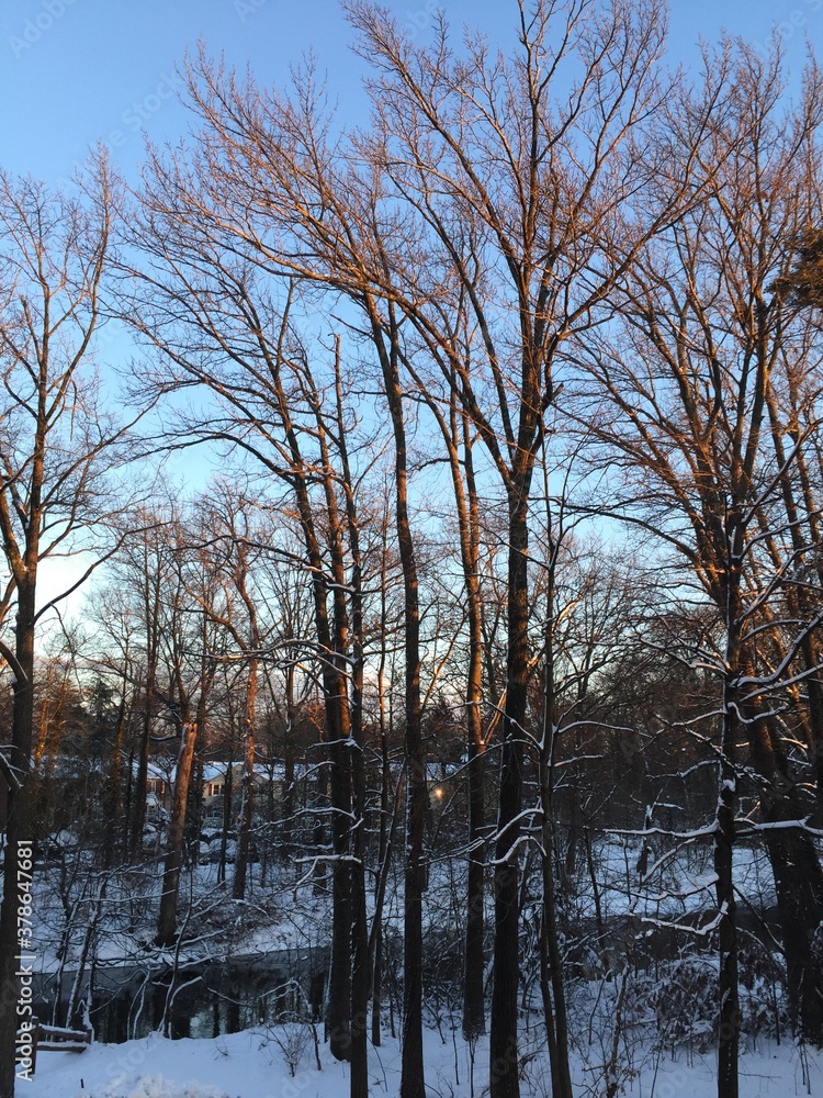 Fototapeta premium Fall Bare Trees Sunset