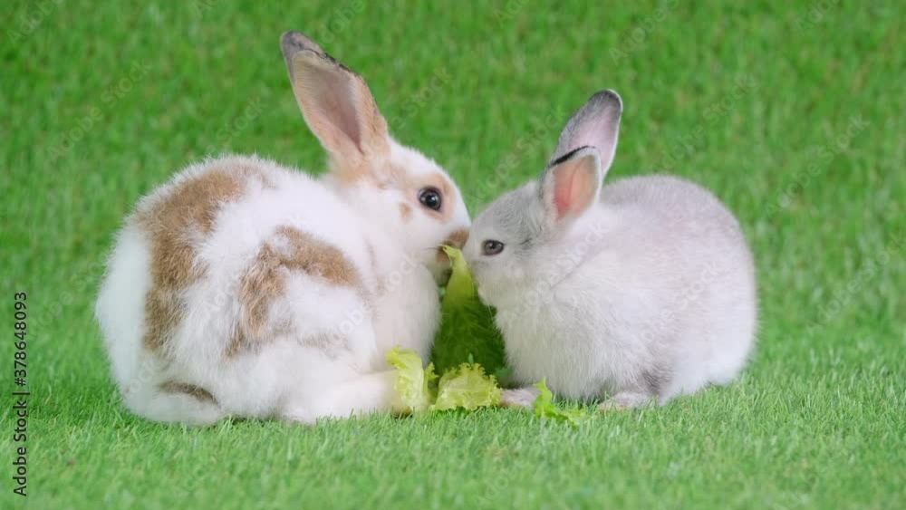 Two little brown pattern and gray rabbit stay on green grass and eat vegetable together. Concept of good food for Easter pets of human and look adorable with their actions. Two little brown pattern and gray rabbit stay on green grass and eat vegetable together. Concept of good food for Easter pets of human and look adorable with their actions.