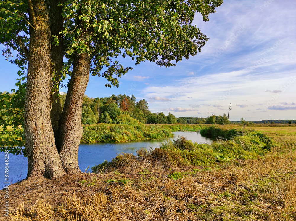 Summer background with alder tree on riverbank.