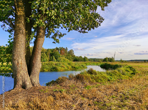 Obraz na płótnie Summer background with alder tree on riverbank. w salonie