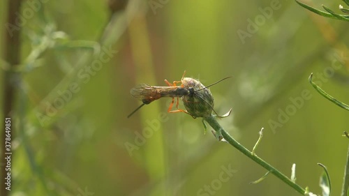 Ammophila is not parasitic wasp. Ammophila sabulosa, red-banded sand wasp, is species of subfamily Ammophilinae of hunting wasp family Sphecidae. Macro view insect photo