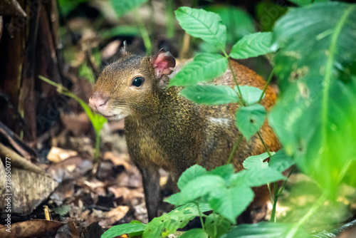 Quadro su tela Beautiful view to Agouti rodent on rainforest ground