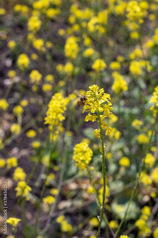 Flores amarillas con abeja