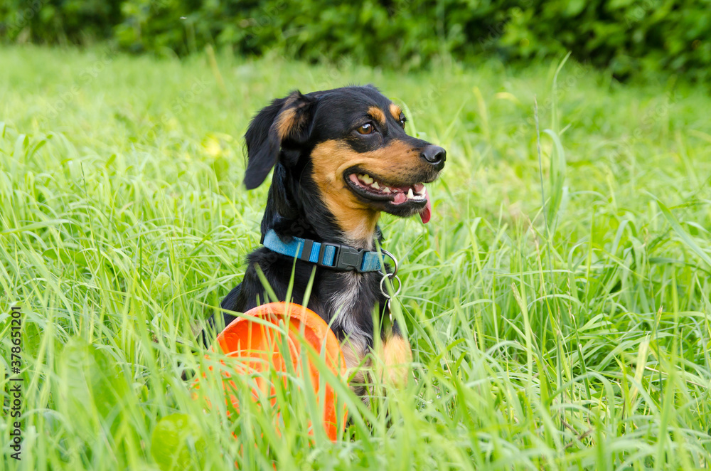 Cute little black dog next flying disc in the green grass Cute little black dog next flying disc in the green grass