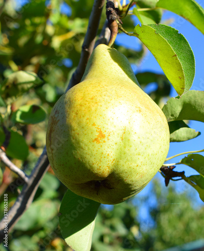 Pear on a tree branch in the garden. Pear grade "November Moldavia" or Xena.