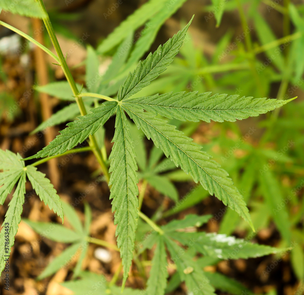 Herb leaf Herb leaf