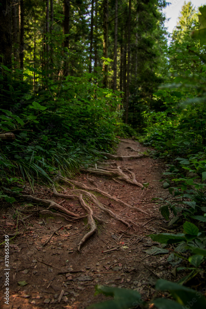 green forest nature landscape vertical photography dirt route for walking between summer foliage wilderness environment green forest nature landscape vertical photography dirt route for walking between summer foliage wilderness environment