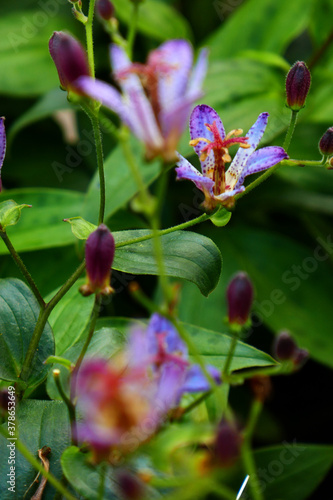 Tricyrtis photo