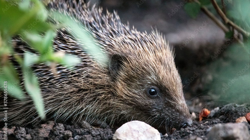 Fototapeta premium A Hedgehog foraging for food, under a bush