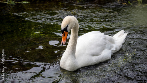 Fototapeta Naklejka Na Ścianę i Meble -  An adult swan swimming in a river