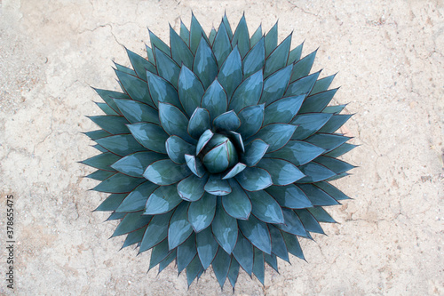 Large perfectly symmetrical succulent. 