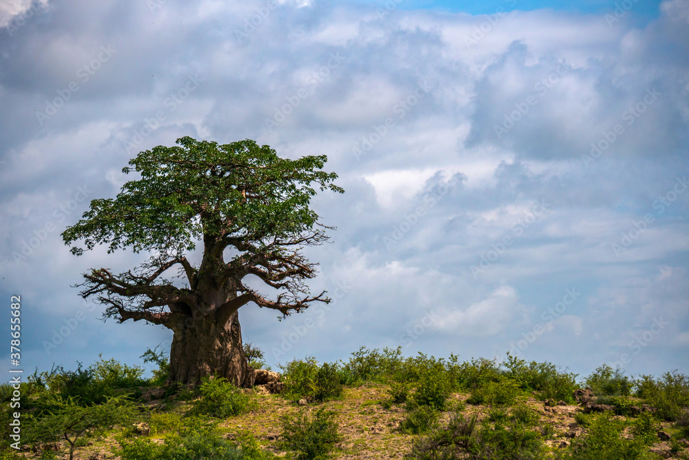 A lonely baobab tree On the top of Slope against cloudy sky background. Arusha Region, Tanzania, Africa A lonely baobab tree On the top of Slope against cloudy sky background. Arusha Region, Tanzania, Africa
