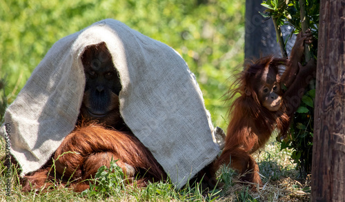 A female Orangutan with her baby