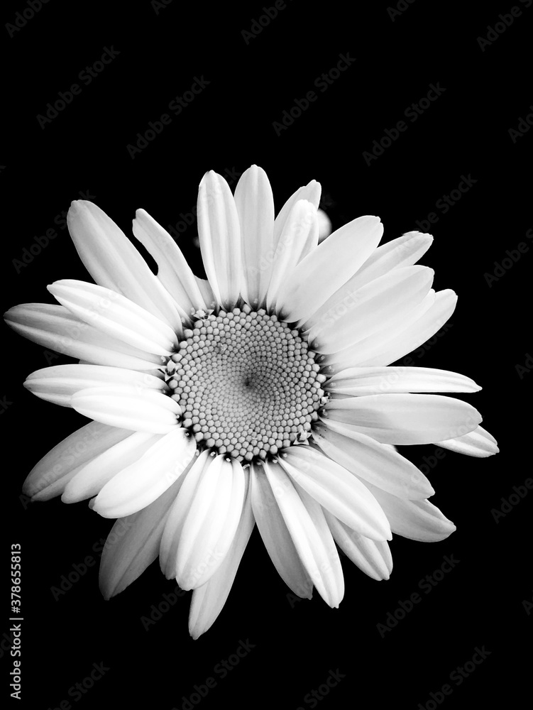 Fototapeta premium black and white - daisy isolated on black
