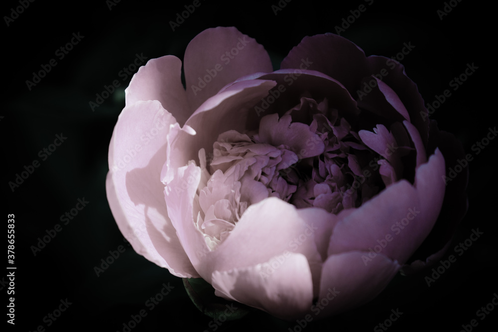abstract defocused - soft pink peony on black abstract defocused - soft pink peony on black