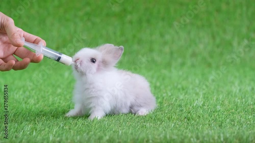 Little light white gray pattern rabbit drink milk from syringe hold by human hand and stay on green screen. Concept of good food for little baby animal.