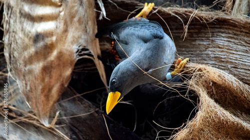 A Grosbeak Starling, also known as a Scissor Billed Starling