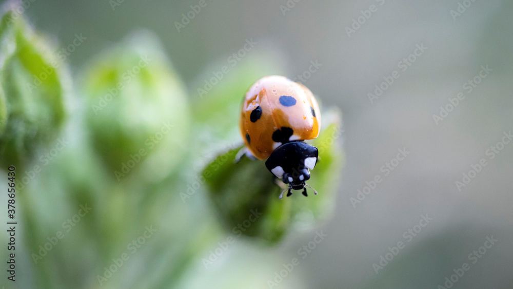 A Seven Spotted Ladybird on a flower bud