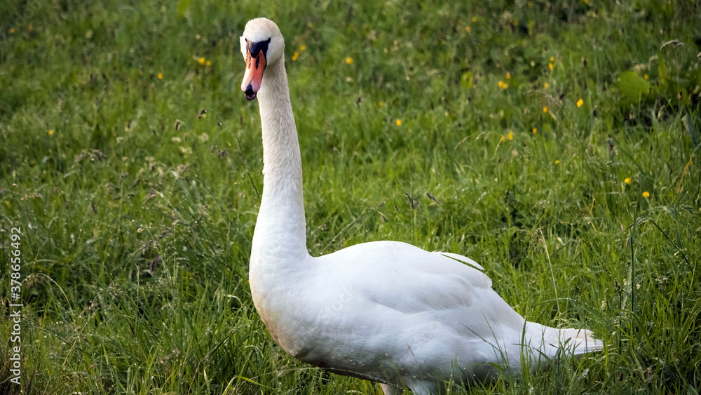 Obraz premium An adult swan walking through a meadow