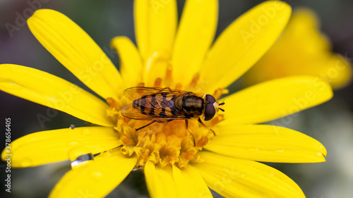 A Hover Fly, also known as a Flower Fly