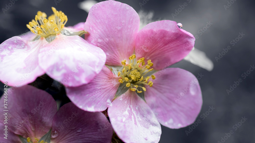 Pink flowers covered in water droplets from the rain Pink flowers covered in water droplets from the rain