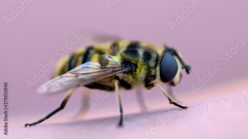 A macro shot of a Hoverfly