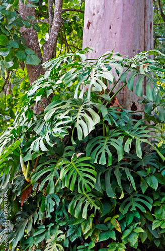 Swiss cheese plant leaves (Monstera deliciosa)