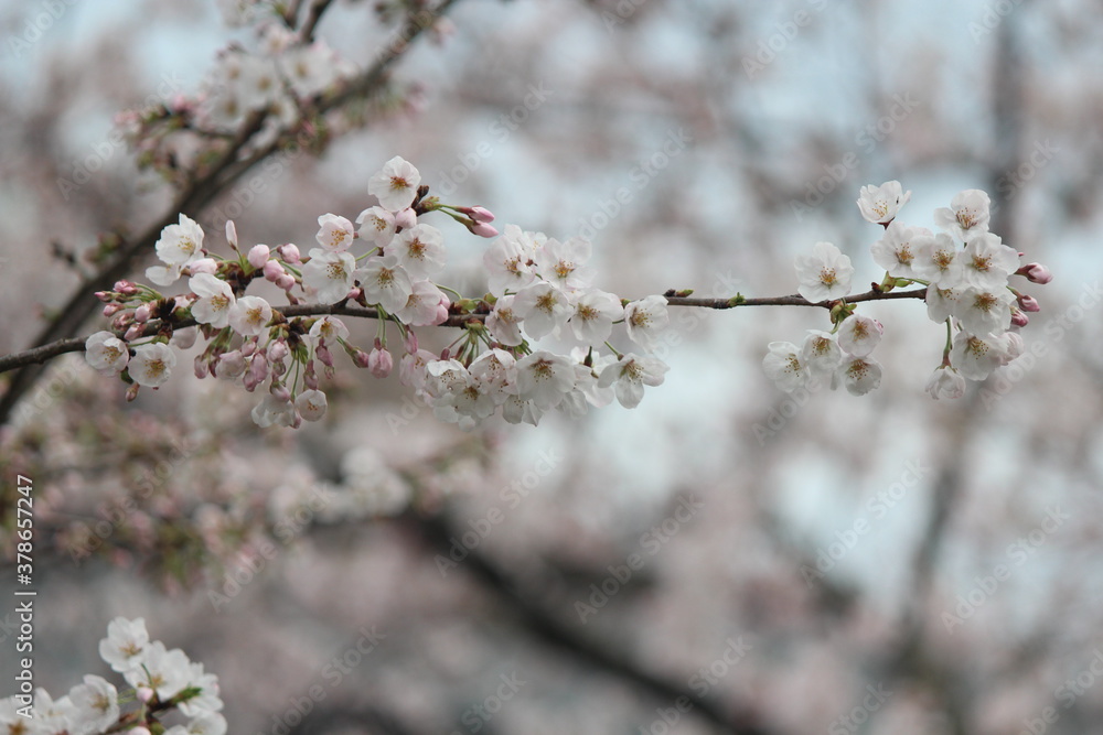cherry tree blossom cherry tree blossom