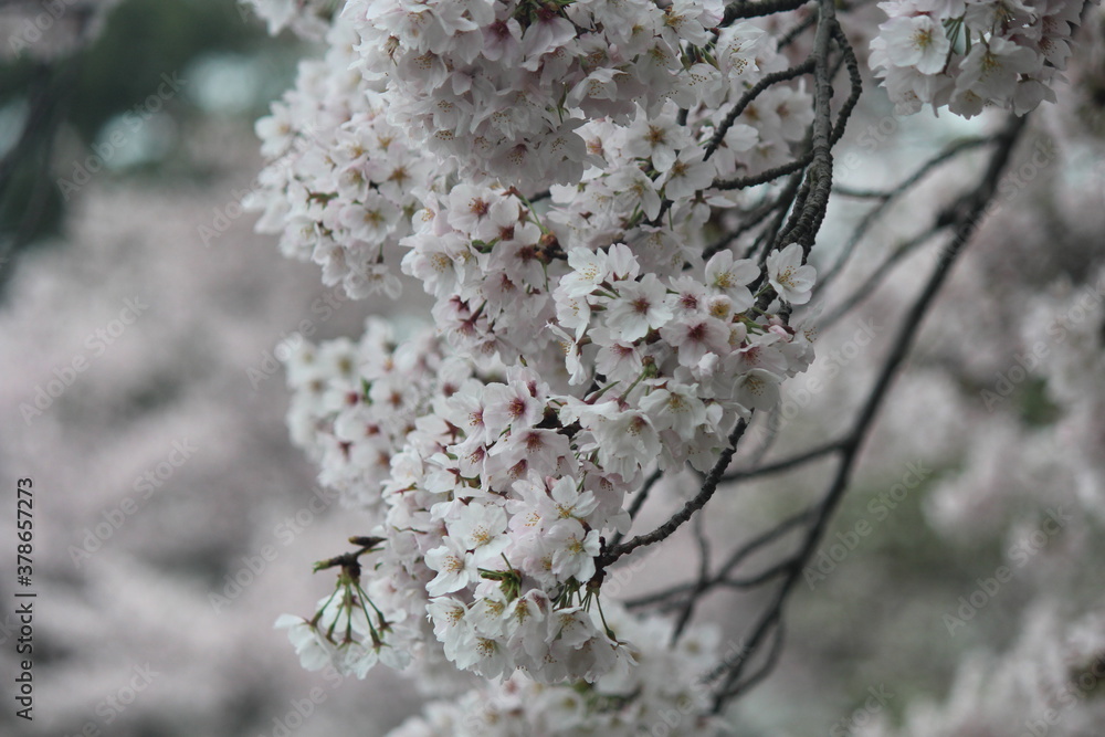 Fototapeta premium cherry tree blossom