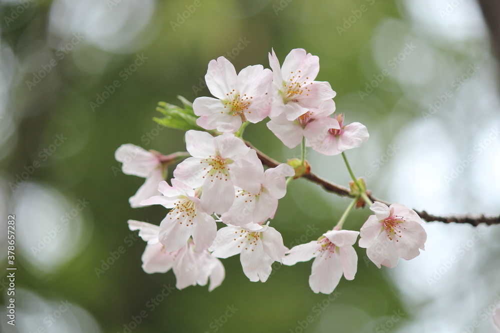 Obraz premium cherry tree blossom