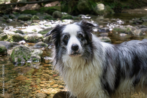 border collie dog in water
