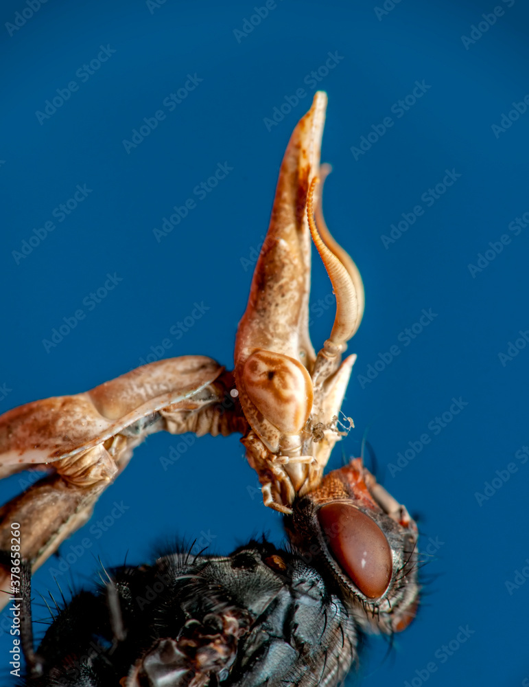 Close up of pair of Beautiful European mantis ( Mantis religiosa ) feasting on fly. Close up of pair of Beautiful European mantis ( Mantis religiosa ) feasting on fly.