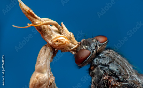 Close up of pair of Beautiful European mantis ( Mantis religiosa ) feasting on fly.