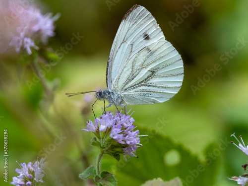 Papillon Pieris-brassicae. photo