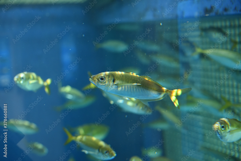 魚 魚