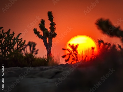 This image shows an idyllic sunset in a remote desert landscape covered with joshua trees.