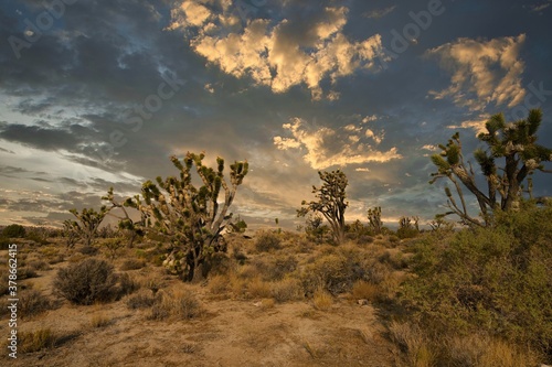 This desert image shows a cloudscape over a serene  remote sandy Mojave Desert landscape in the summer sun.