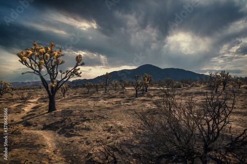 This nature image shows a desert landscape on a hot summer day.