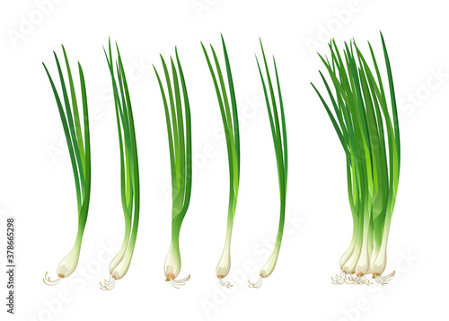 Spring onions realistic fresh, isolated on white background, Eps 10 vector illustration
