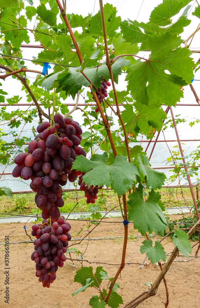Vertical image of purple grapes hanging from a grapevine